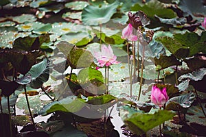 Pink lotus blooming