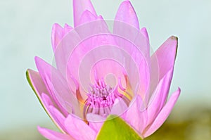 Pink lotus blooming