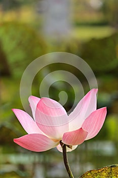 Pink lotus is blooming