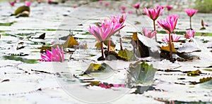 Pink lotus blooming groups