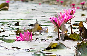 Pink lotus blooming groups