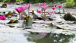 Pink lotus blooming groups