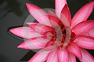 Pink lotus blooming in the tropical garden