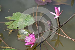 Pink lotus blooming in water Thai garden beauty nature