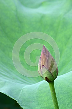 Pink lotus blossom