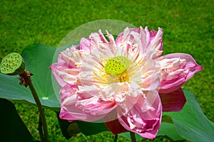 Pink lotus blossom blooming in pond, dharma concept