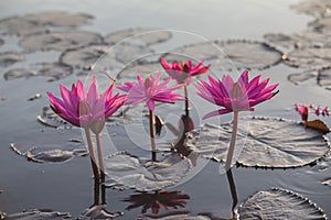 Pink lotus blossom