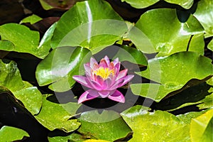 Pink Lotus blossom and leaves in lake