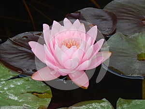 Pink Lotus Blossom