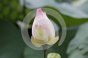 Pink lotus blossom