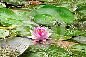 Pink lotus blossom in a pond