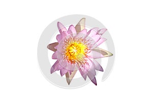 Pink lotus blossom in white background
