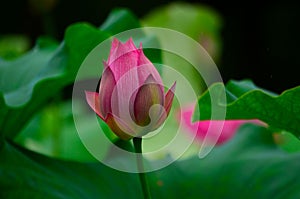 The pink lotus blossoms