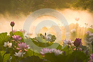 Pink lotus blossoms all over the pond in morning fog