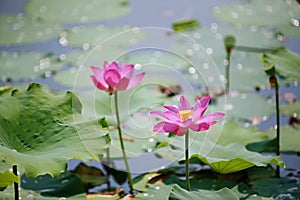 Pink Lotus Blossoms  In Beilong Lake 