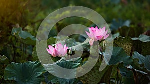 Pink lotus blossoms or water lily flowers blooming