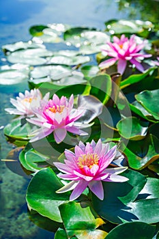 Pink lotus blossoms or water lily flowers blooming on pond