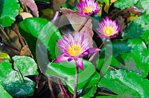 Pink lotus blossoms or water lily flowers blooming on pond,Pink lotus,Pink flower