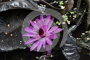 Pink Lotus blosson and leaves in pond in Rajkot, Gujarat, India