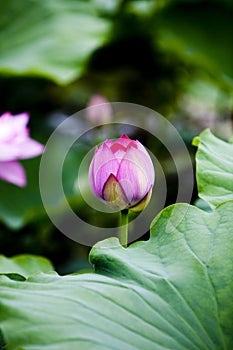 Pink lotus bud