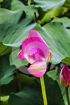 Pink Lotus Bud Close Up Beijing China