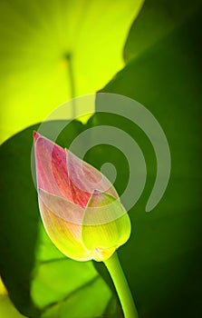 Pink lotus bud, closeup, green lotus leave backdrop, light from behind.
