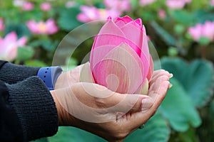 Pink lotus bud in hands. Person holding lotus bud in advanced stage of bloom on green garden background. Life appreciation concept