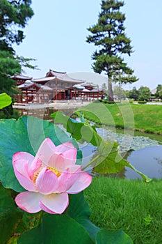 Pink lotus and Byodo-in temple in Kyoto, Japan