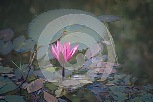 Pink lotus