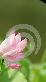 Pink lotus dancing in the breeze 