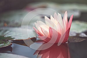 Pink lotus among the pond. Exotic tropical flower on a light green background. Water lily. Foliage.