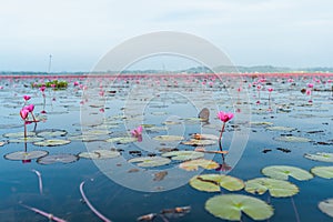 Pink lotus field at Thale Noi lake, Phatthalung Province, Thailand