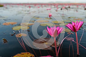 Pink lotus field at Thale Noi lake, Phatthalung Province, Thailand
