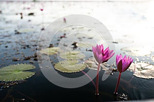 Pink lotus field at Thale Noi lake, Phatthalung Province, Thailand