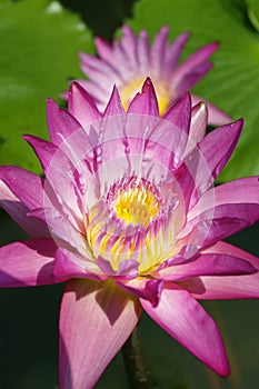 Pink lotus flower