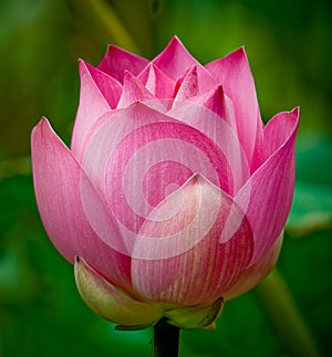 Pink Lotus flower