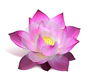 Pink lotus flower