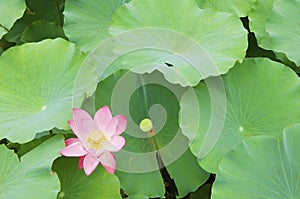 Pink lotus flower