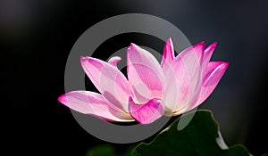 Pink lotus flower