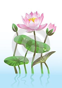 Pink lotus flower