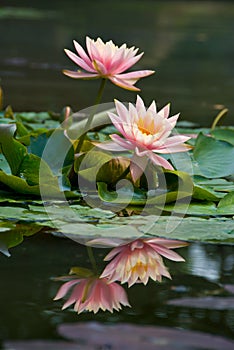 Pink lotus flower