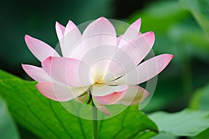 Pink Lotus flower