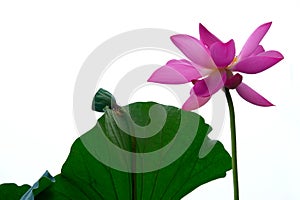 Pink lotus flower