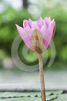 A pink lotus flower