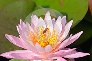 Pink lotus flower