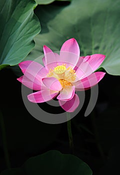 Pink lotus flower