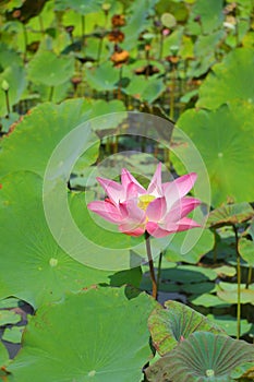 Pink lotus flower