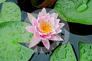 Pink lotus flower