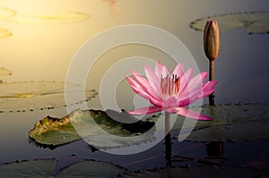 The Pink Lotus Flower