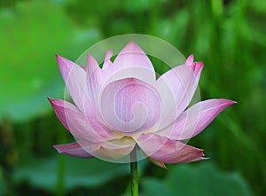 Pink Lotus Flower